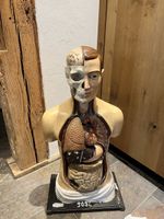 Anatomie Modell Mensch Körper Lehrmodell Schul Schnittmodell