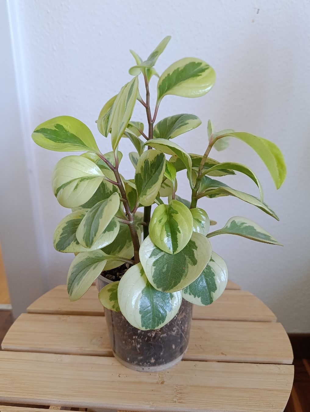 Piante & sementi: Peperomia Obtusifolia Variegata – Usato da Baar venduto da L.isa28 1