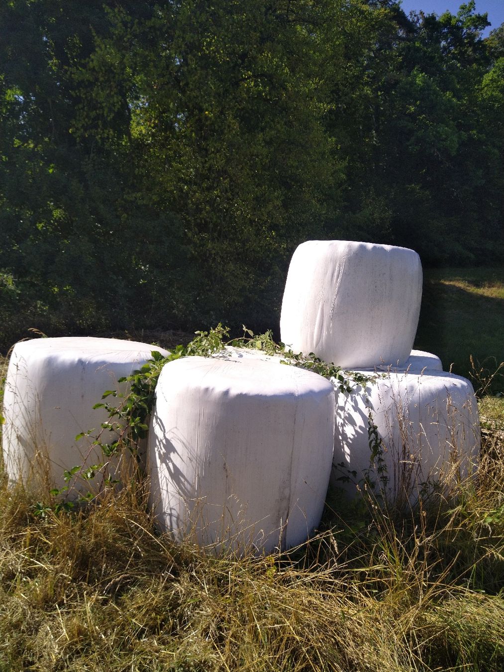 Mangimi: Siloballen 2 Schnitt Herbst 24 – Nuovo e nell'imballaggio originale da Nenzlingen venduto da steffi4224