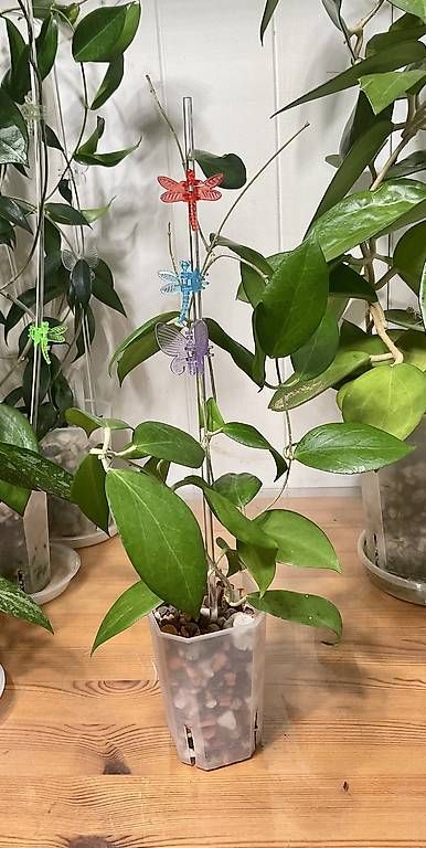 Piante & sementi: Hoya cutis - porcelana – Usato da Schönholzerswilen venduto da Leavylounge 1