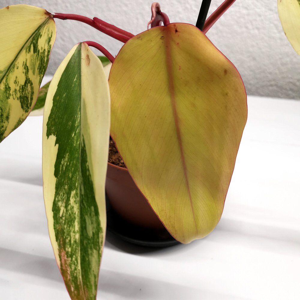 Piante & sementi: Philodendron Strawberry Shake – Nuovo (secondo la descrizione) da Walenstadt venduto da vkt_qc8d 5