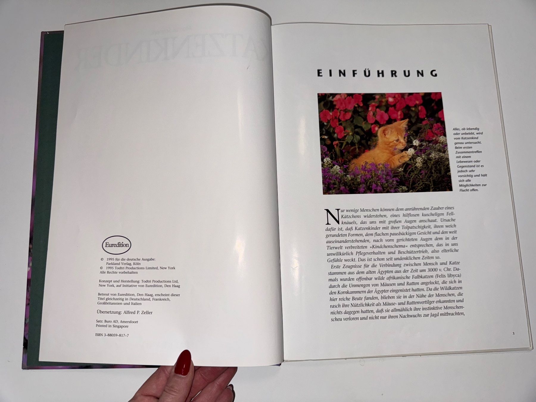 Libri: BUCH: Katzenkinder – Usato da Grosswangen venduto da Second_hand_paradise 2