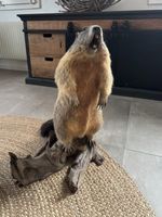 Murmeltier Präparat