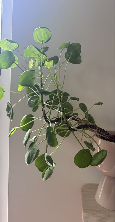 Chinesischer Geldbaum (Pilea), schief gewachsen aber gesund Kaufen