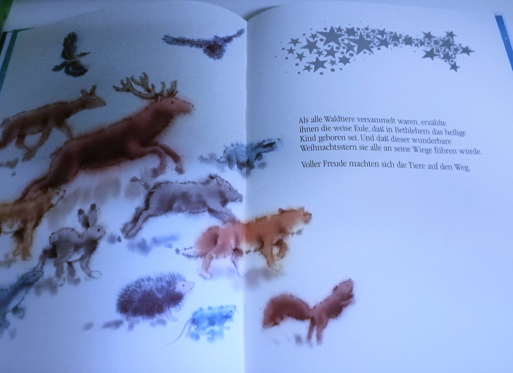 Libri: Der Weihnachtsstern  - Marcus Pfister – Nuovo (secondo la descrizione) da Köniz venduto da Hit24 3