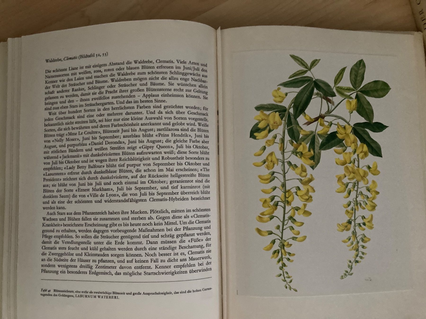 Libri: Blumenbücher, Orchideen, Gartenblumen, Bergblumen – Usato da Oberlunkhofen venduto da Martab 4
