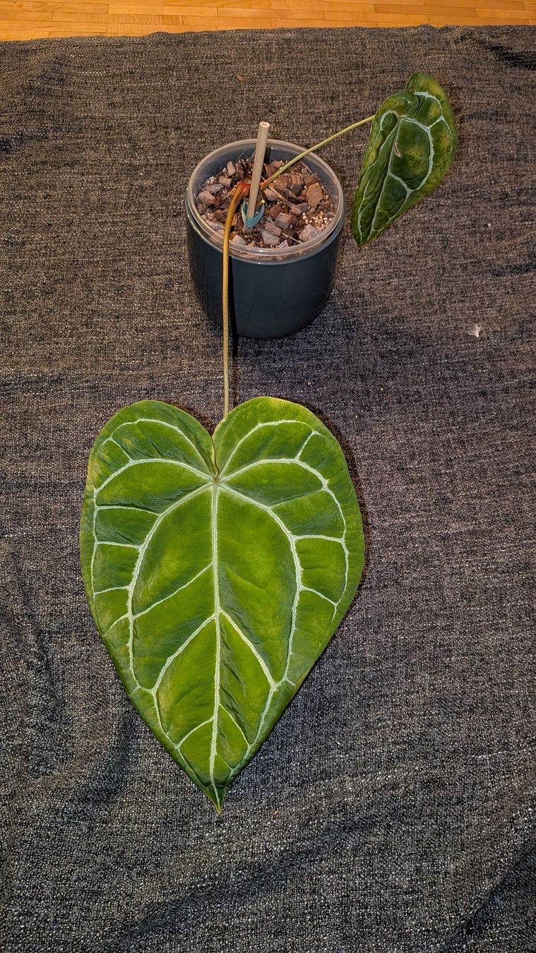 Piante & sementi: Anthurium Crystallinum – Usato da Altbüron venduto da luc_b7f5