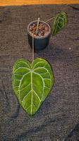 Anthurium Crystallinum