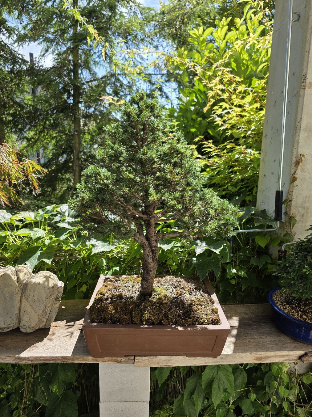 dracaena bonsai Dracaena Marginata Bonsai - House Plants Delivery Toronto main image 1