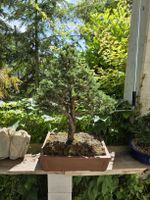 Tannen Bonsai