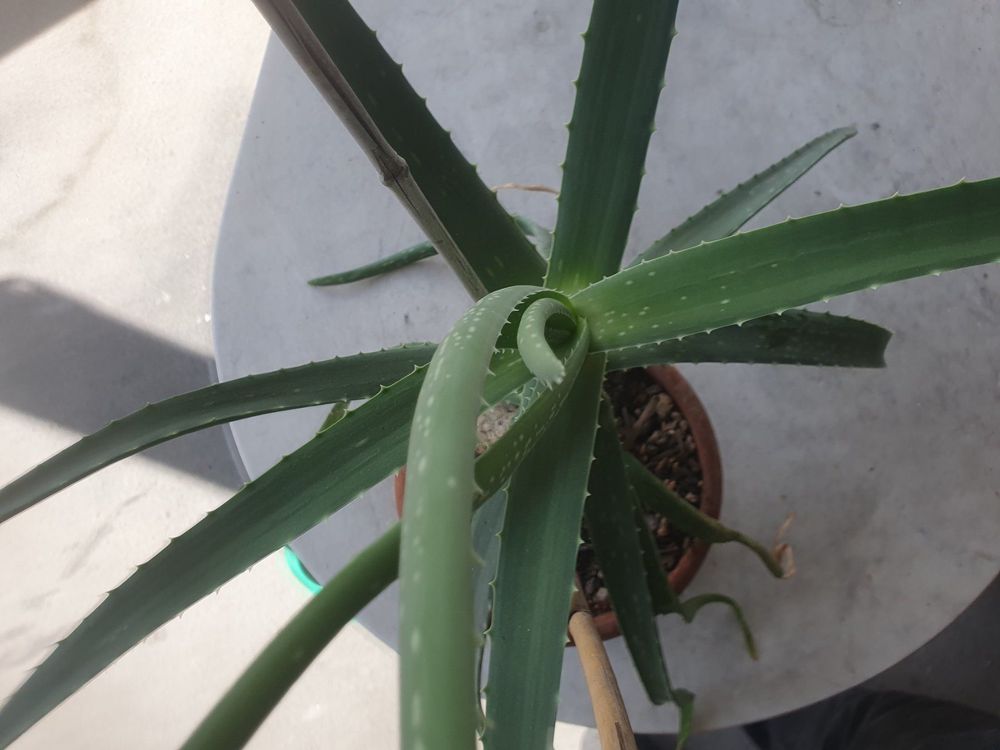 Aloe Vera Pflanze Kaufen auf Ricardo