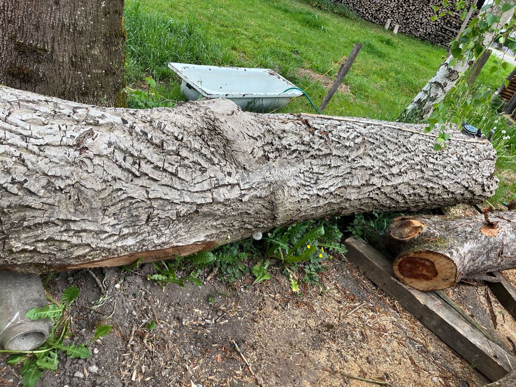 Articoli in legno: Nussbaumstamm, Bretter, Bohlen, Tisch – Nuovo (secondo la descrizione) da Nürensdorf venduto da Peterhakab 1
