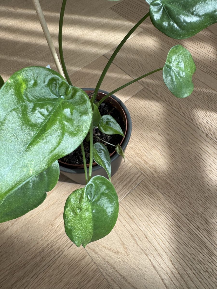 Pflanzen & Samen: Alocasia cucullata splash mint – Gebraucht aus Dietwil von Steinetritt 2