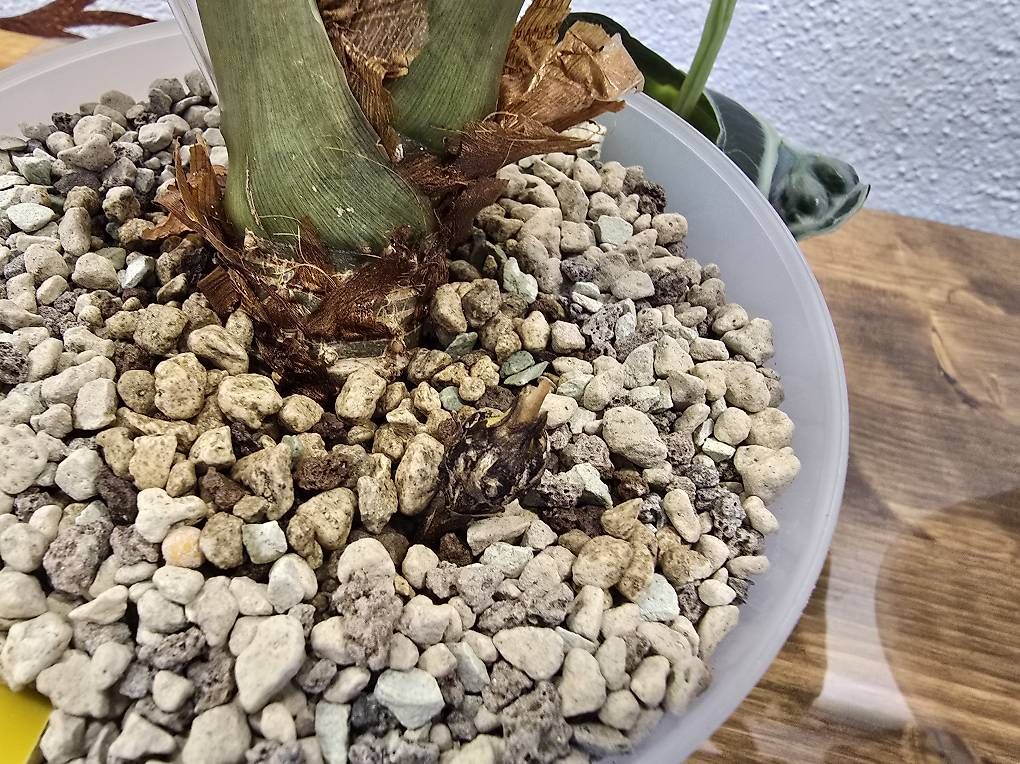 Piante & sementi: Alocasia Venom Rhizom – Usato da Sirnach venduto da Nyalah 1