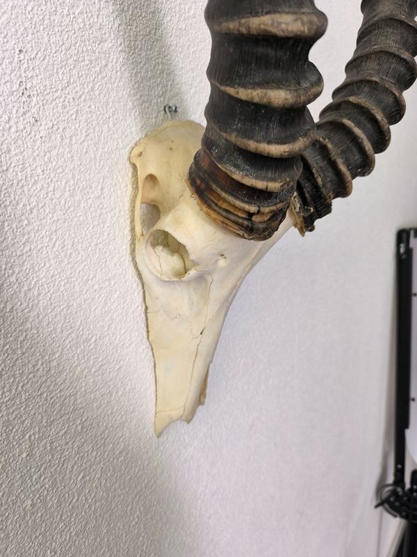 Altre raccolte & rarità: echten Schädel einer afrikanischen Antilope – Usato da Rüti ZH venduto da Restwert_Rueti_ZH 1