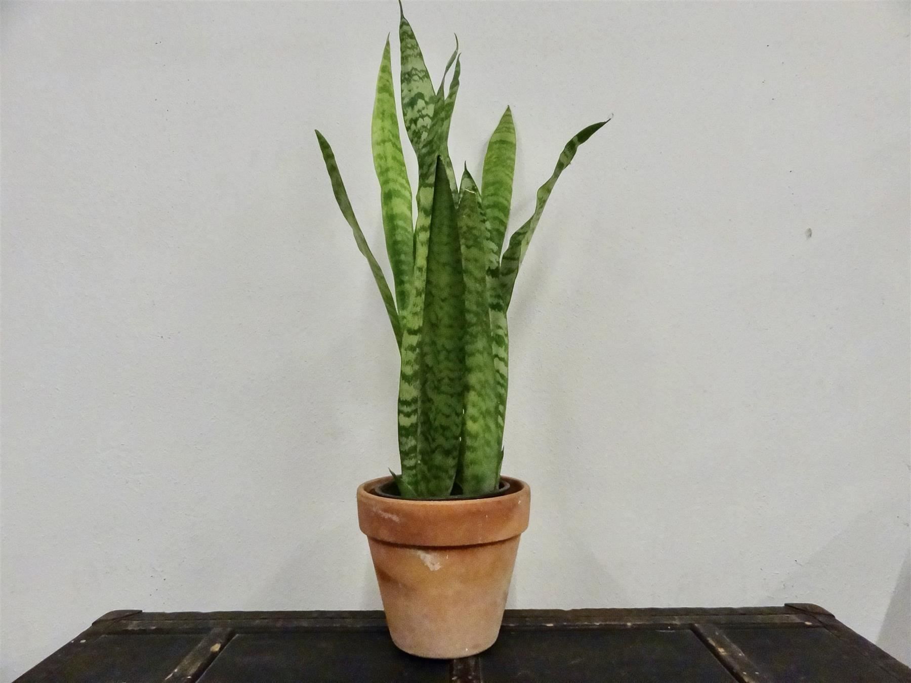 Piante & sementi: Bogenhanf Sansevieria Trifasciata – Nuovo (secondo la descrizione) da Kerzers venduto da zimmergruen 3