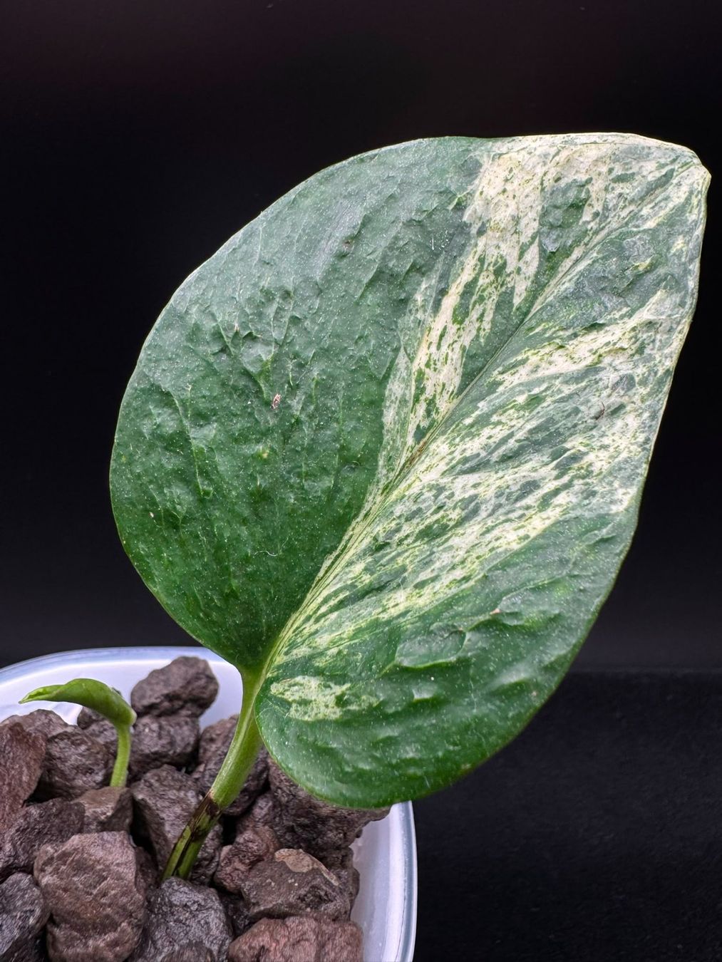 Piante & sementi: Epipremnum aureum 'Teruno Grace' in Semihydro – Nuovo (secondo la descrizione) da Bühler venduto da googelibear 2