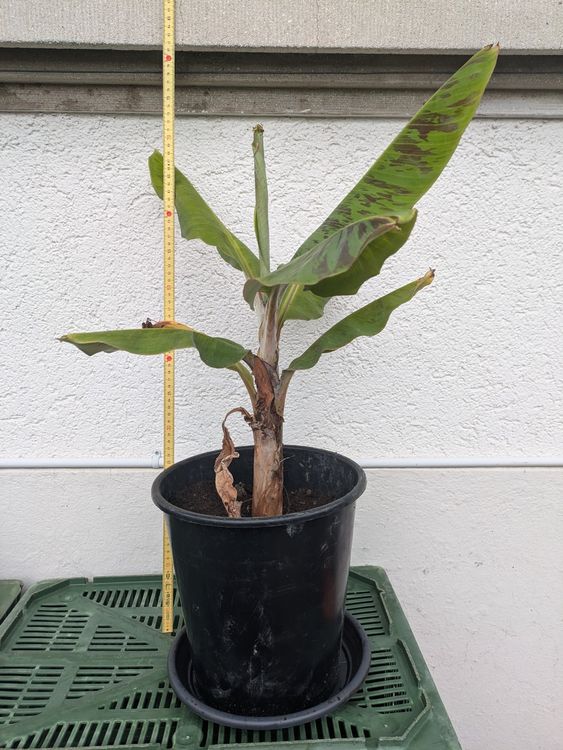 Pflanze Bananen Staude mit Topf, ca. 80 cm hoch Kaufen auf Ricardo