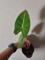 Alocasia Frydek green variegata