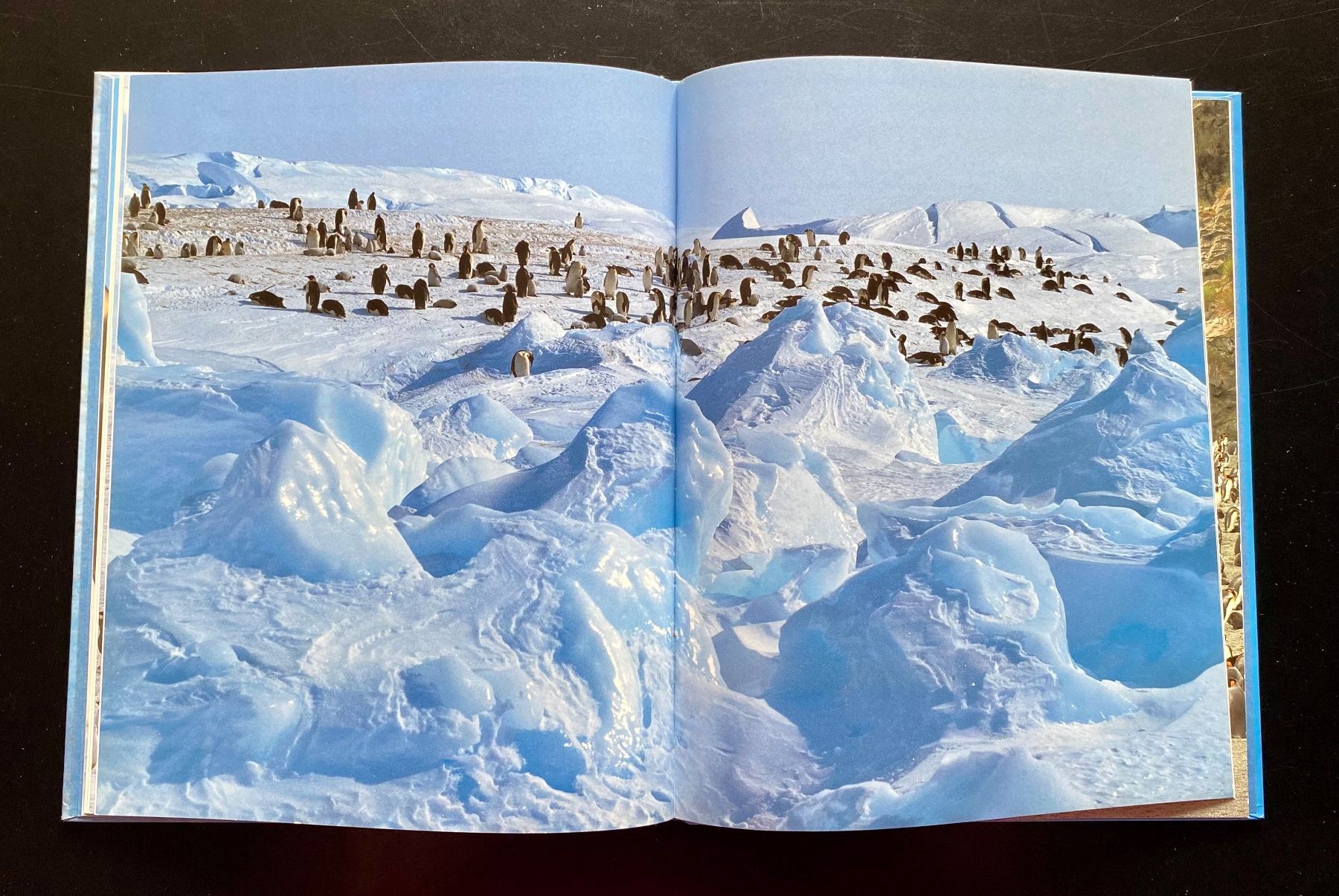 Libri: Ich bin ein Pinguin 🐧 – Usato da Nussbaumen AG venduto da schuba2000 4