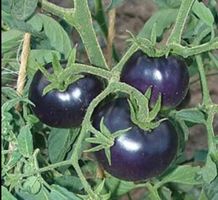 Ab 5.- fr 10 Samen TOMATEN “BLACK CHERRY” TOMATES POMODORIN