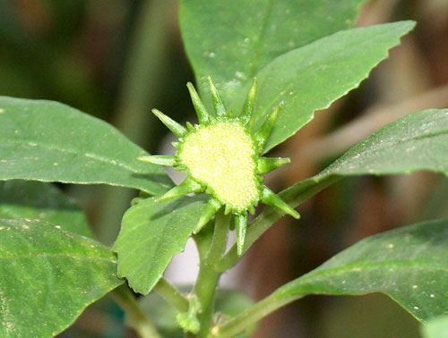 Piante & sementi: Sonnenpflanze Dorstenia carnulosa – Nuovo (secondo la descrizione) da Geroldswil venduto da botanicals 3