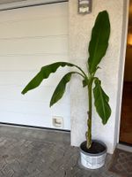 Bananenpflanze  ca 155cm hoch