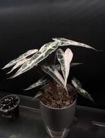Alocasia Bambino Pink rizhom