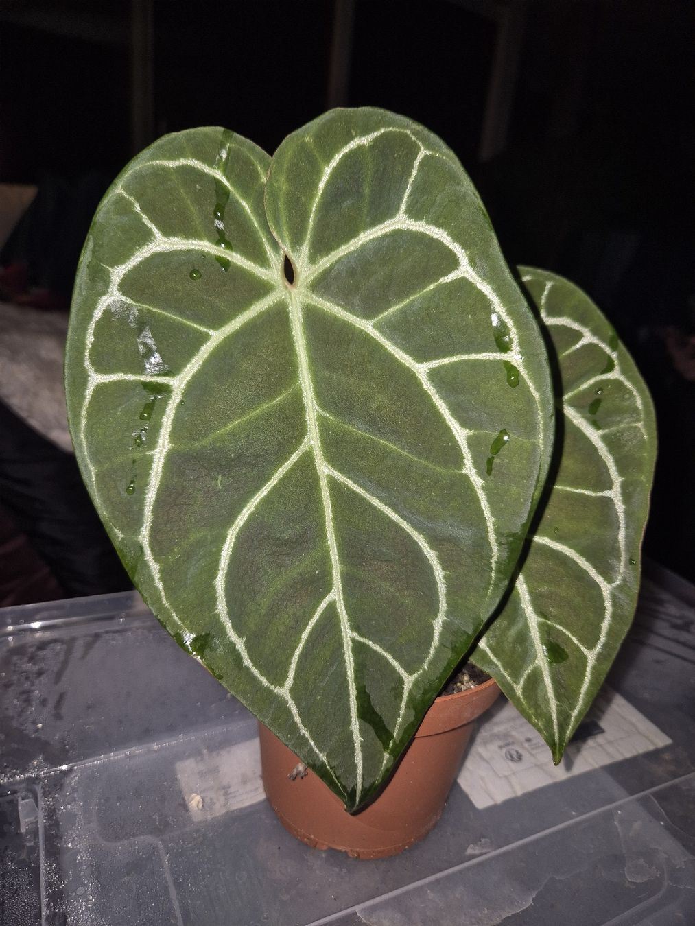 Piante & sementi: Anthurium Crystallinum – Usato da Urtenen-Schönbühl venduto da Pflanzenherberge