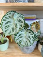 🌿 Anthurium Silver Blush Baby 🌿