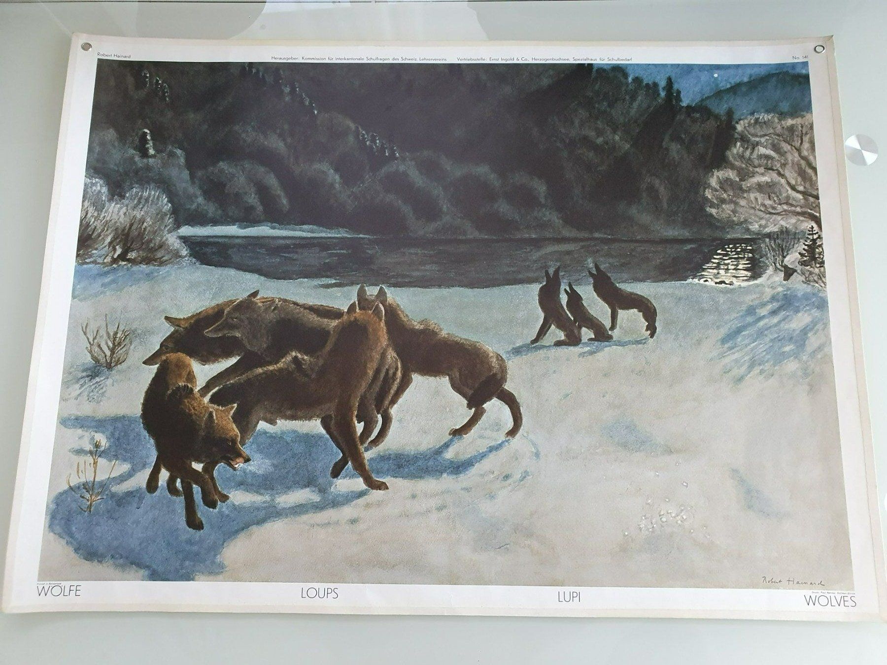 Foto & Immagini: Schulwandbild Nr. 141 Wölfe – Usato da Fribourg venduto da YannDuc