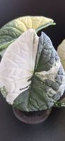 🤩Alocasia Melo Albo Variegata Rhizom 