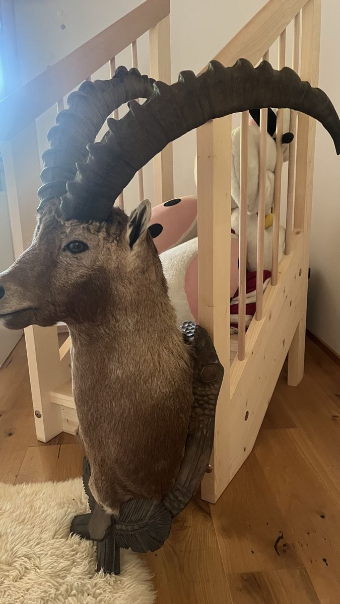 Il mondo degli animali: Steinbock  – Usato da Schiers venduto da Valzeina 2