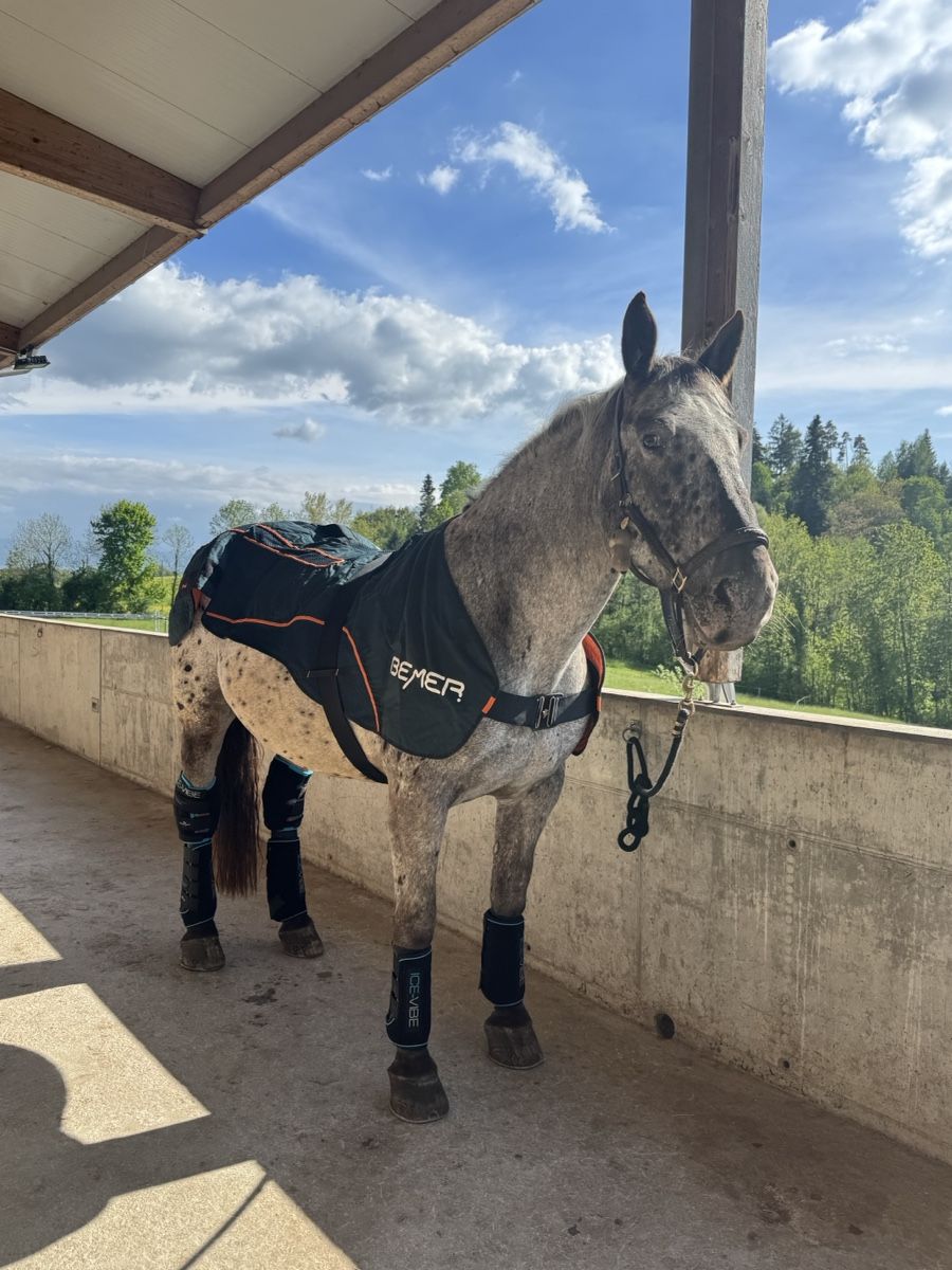 Selles, accessoires: BEMER Horse-Set – D'occasion à Hombrechtikon par Nmhsl 1