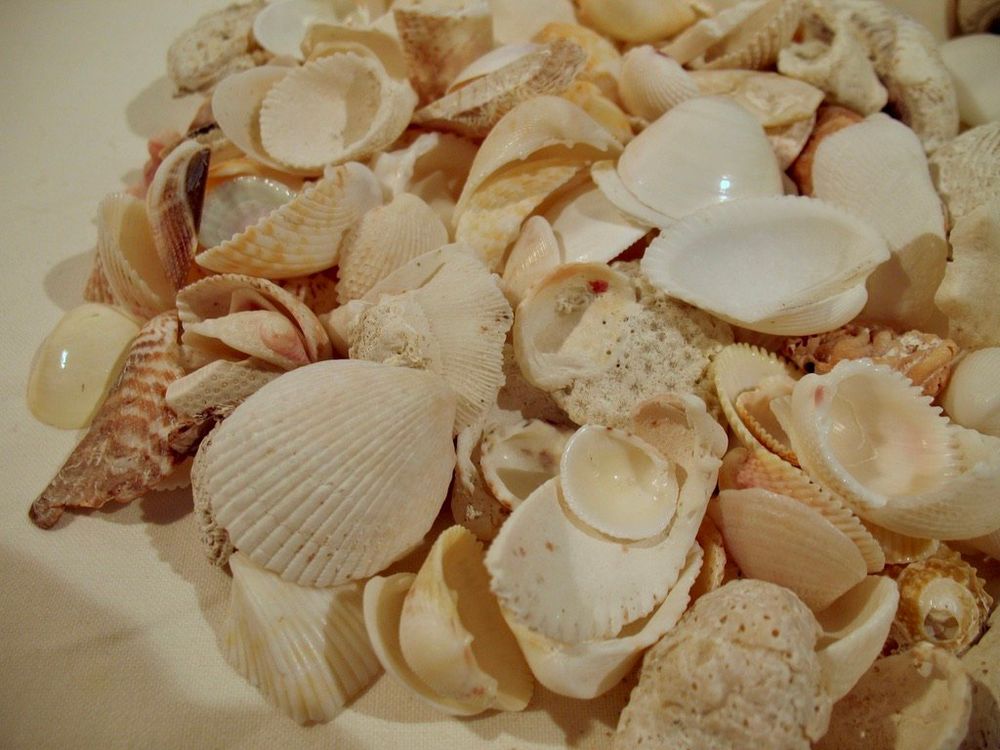 Muscheldeko Aquarium Bunte Muscheln Zum Basteln - 500g Himmelblau Für Deko & Aquarium Deko Schotter Himmelblau