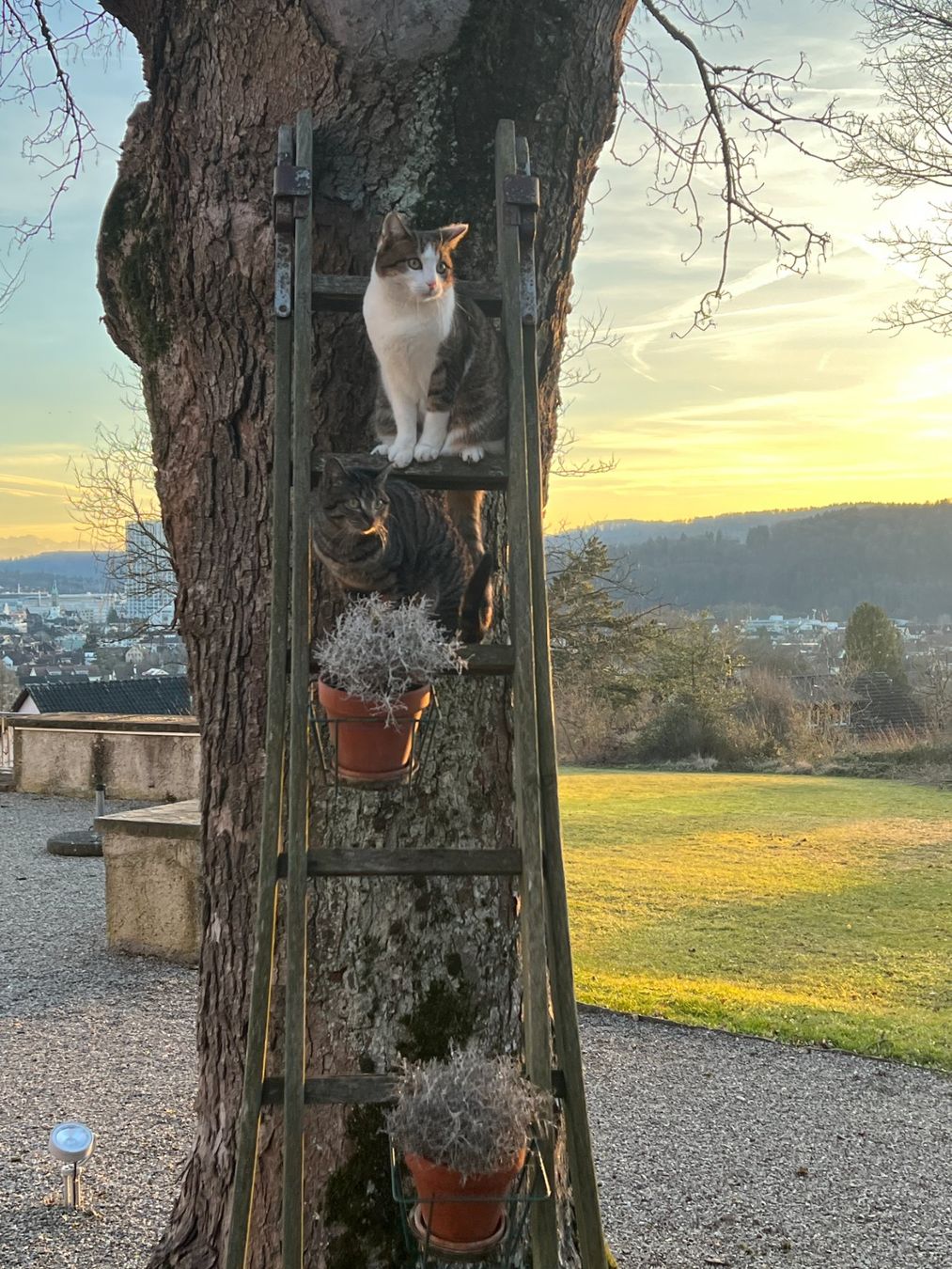 Scale: Schöne, alte Holzleiter – Usato da Winterthur venduto da woodenhiller68 8