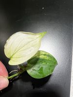 Scindapsus White Monster 2 feuilles 🪴🌱