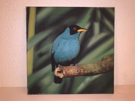 Bild Gemälde auf Leinwand und Holzrahmen mit Vogel