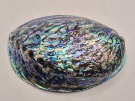 Paua Muschel (Abalone) – intensives Perlmutt (2)
