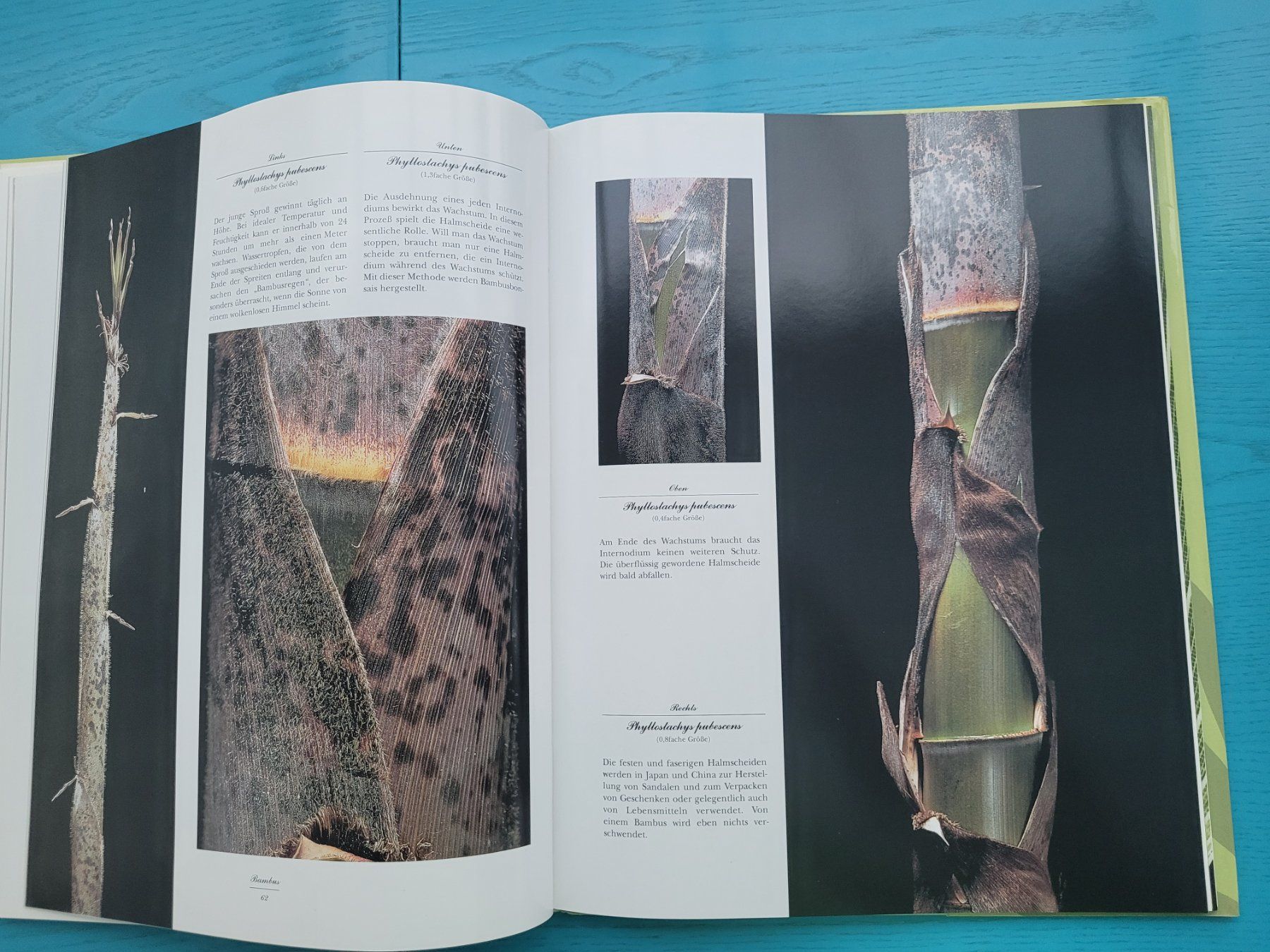 Libri: Bambus – Usato da SCHÜBELBACH venduto da CoKaHa 7