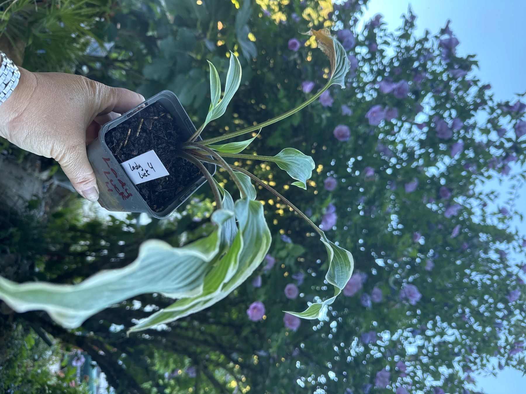 Piante & sementi: Hosta lady luck 4 – Usato da Lajoux JU venduto da Briard0 1