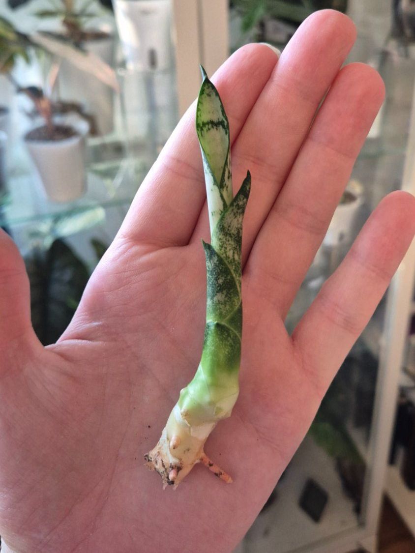 Pflanzen & Samen: 🌿Sansevieria🌿 – Neu (gemäss Beschreibung) aus Dürrenäsch von Tina_2023 3