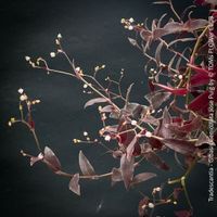 Tradescantia - Gibasis Geniculata Jose Puig - STECKLING