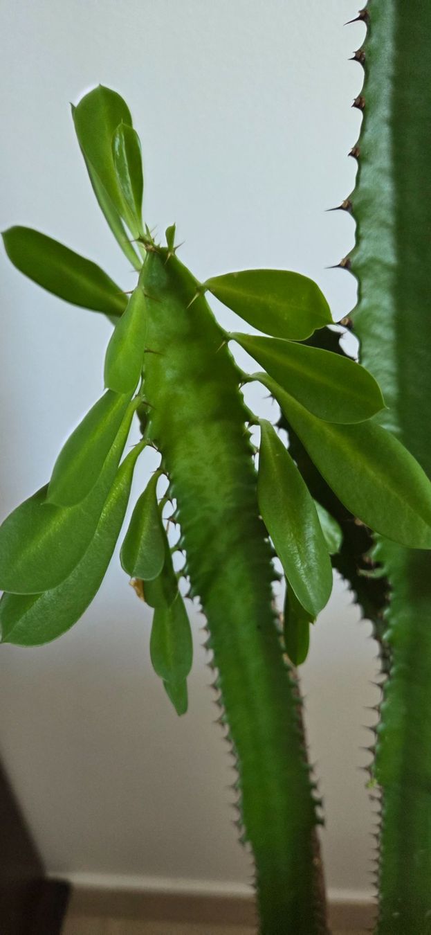 Plantes & graines: schöner Kaktus mit Blätter – D'occasion à Würenlos par ir_ga 1