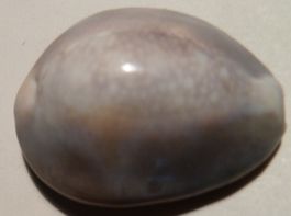 SELTENE FARB-VARIANTE-CYPRAEA CAPUTSERPENTIS, MUSCHEL30,4 MM