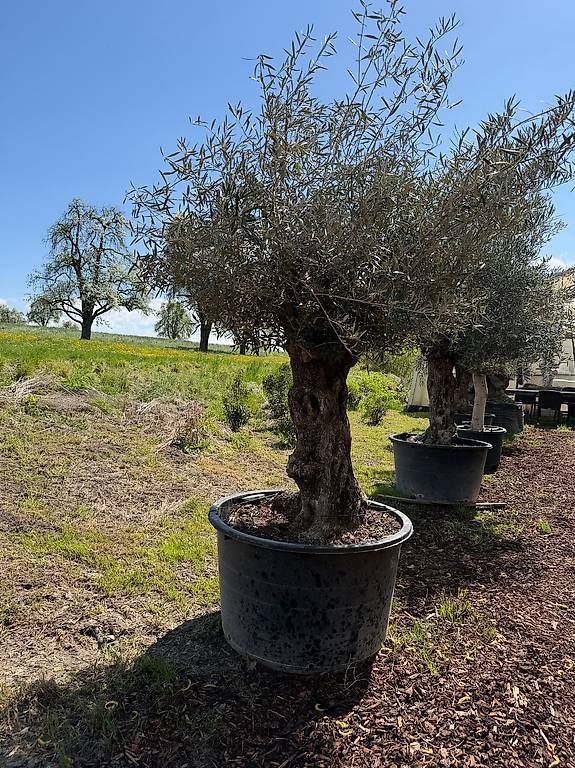 Plantes & graines: Olivenbaum "Olea Europea 3 – D'occasion à Zuckenriet par Thur_Plant 2