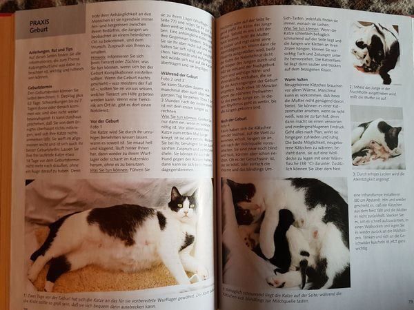 Bücher: 3 Katzenbücher = 1 Preis – Gebraucht aus Oberengstringen von Sheera7 4