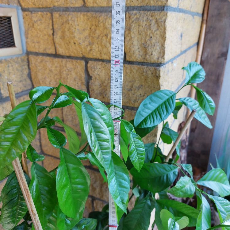 Orangenbaum, Früchte essbar, leicht bitter Kaufen auf Ricardo