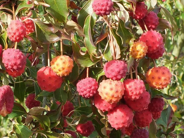 Piante & sementi: Cornus Kousa 15-20cm – Nuovo (secondo la descrizione) da Bremblens venduto da FIBONACCI369 2