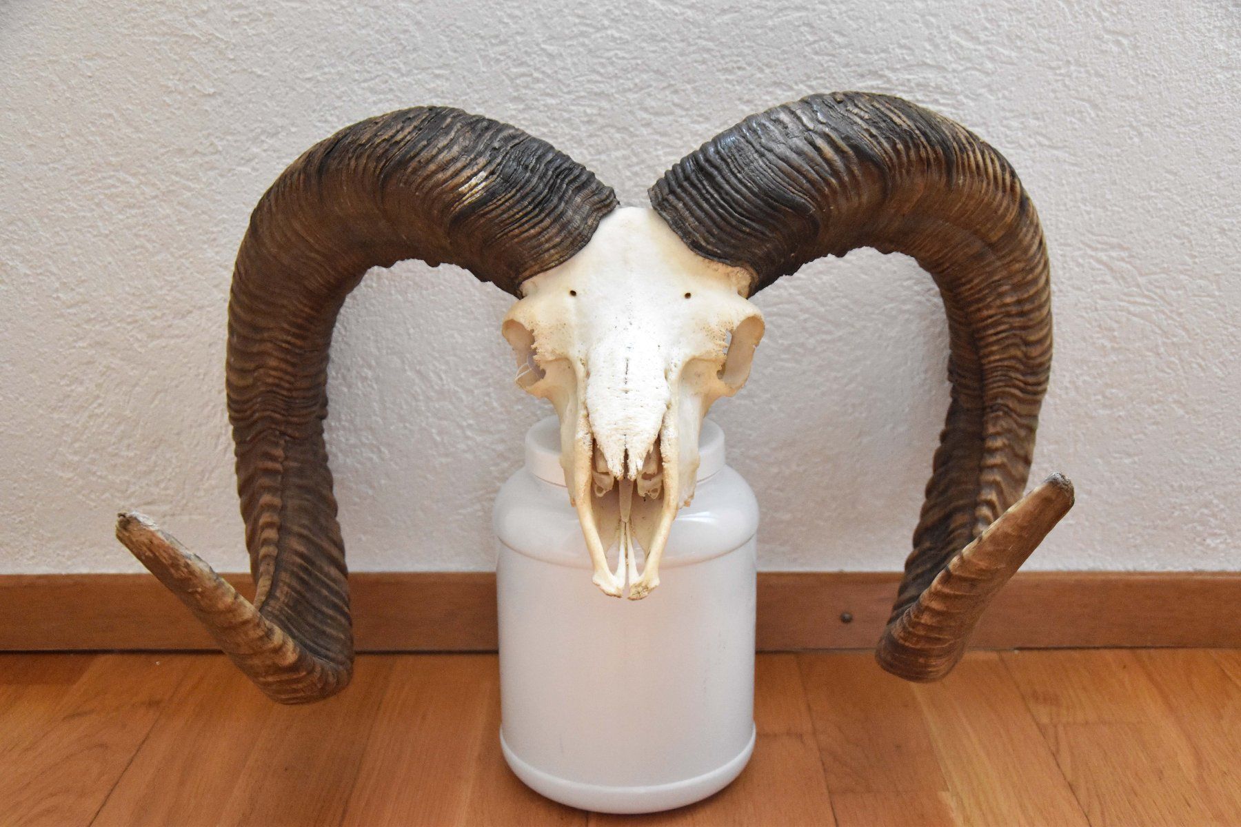 Il mondo degli animali: Crane de Mouflon médaillé d'Or 93/92cm – Nuovo (secondo la descrizione) da Vaulion venduto da sambigben 1